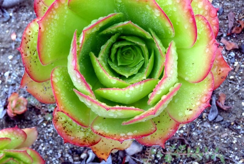 Succulent leaves with irrigation water