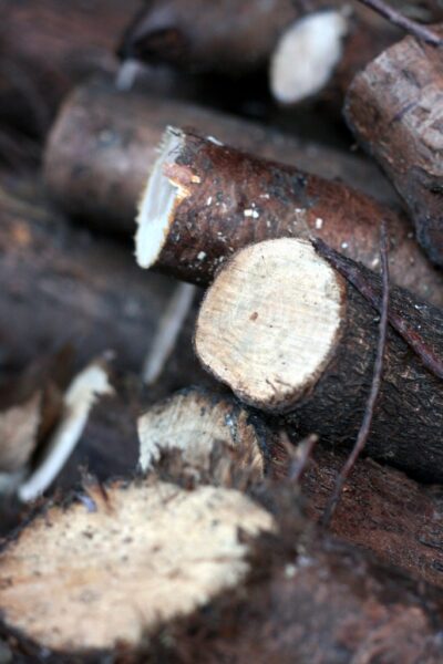 Project 366 #322: I'm a Lumberjack...