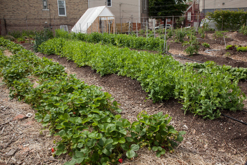 Garden beds filled with mushrooms and plants.