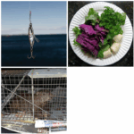 Bait For Groundhogs: Best Practices and Effective Strategies
