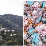 Yoshino Cherry Tree Pros And Cons: A Comprehensive Guide