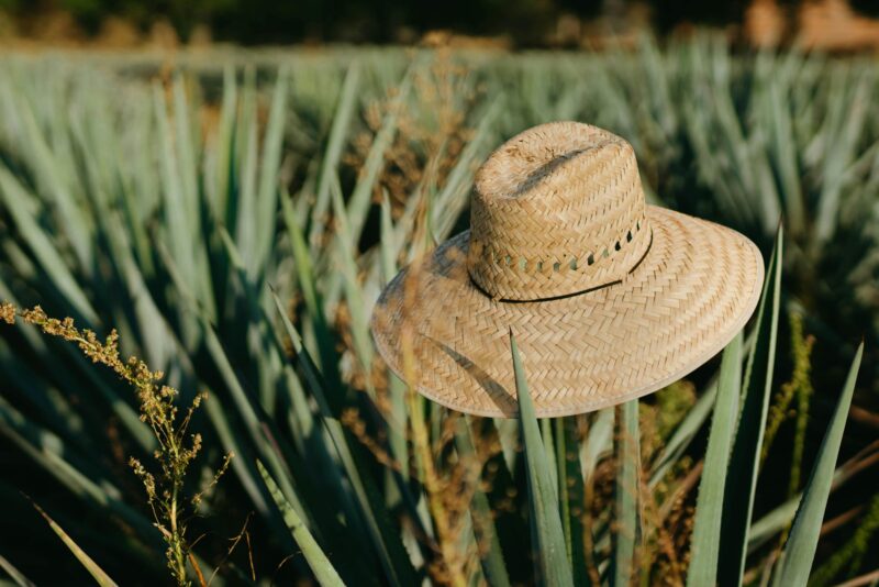 Close-up of a straw hat amidst an agave field, symbolizing agriculture and rural lifestyle.