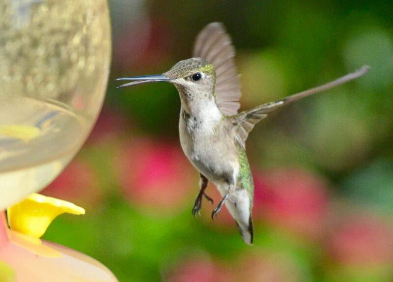 A vibrant hummingbird hovers near a feeder, capturing the essence of nature.