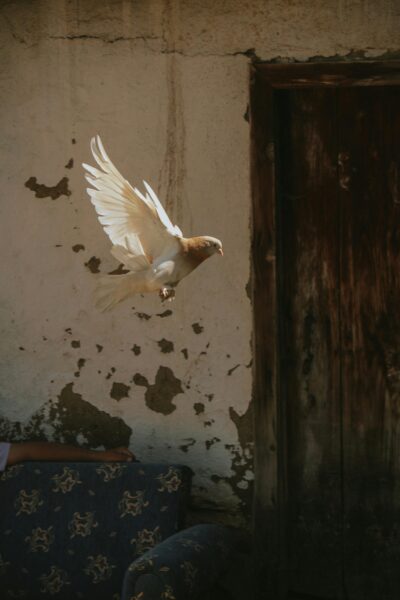 A majestic pigeon takes flight near a rustic, weathered wall.