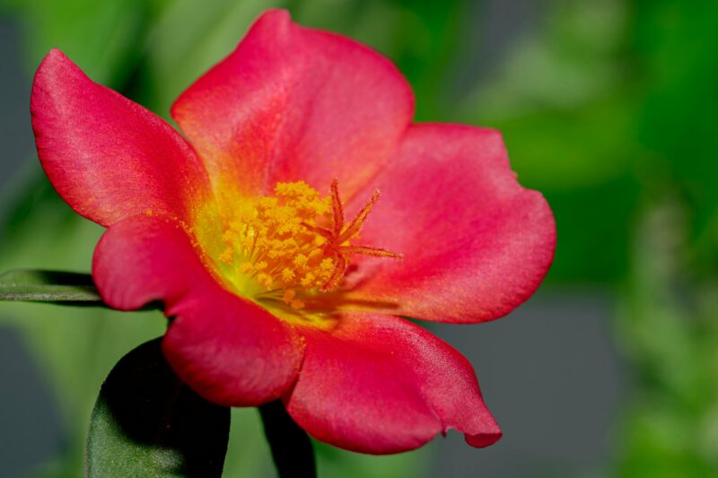 Close-up of a vibrant red flower in bloom with green blurred background, showcasing delicate petals.