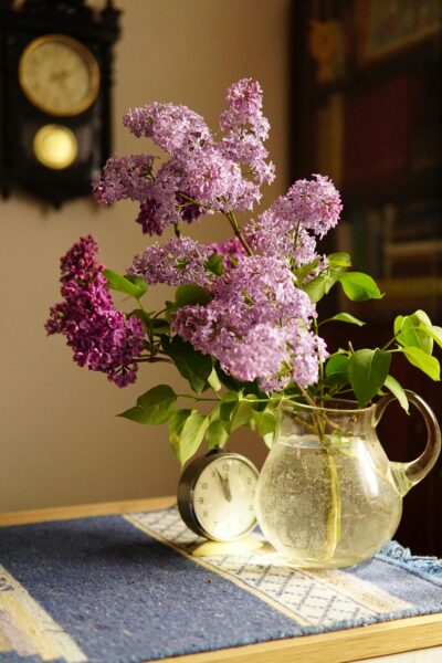 A beautiful bouquet of lilacs in a glass pitcher.