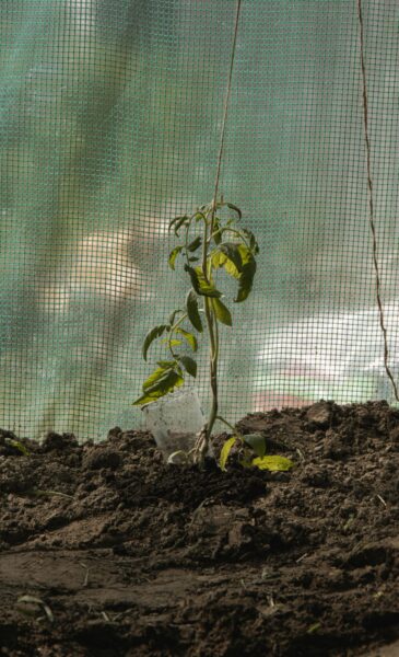 A close-up of a tomato seedling growing in fertile garden soil, symbolizing growth and gardening.