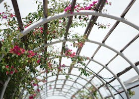 Blooming bougainvillea climbing a graceful pergola arch, enhancing garden beauty.