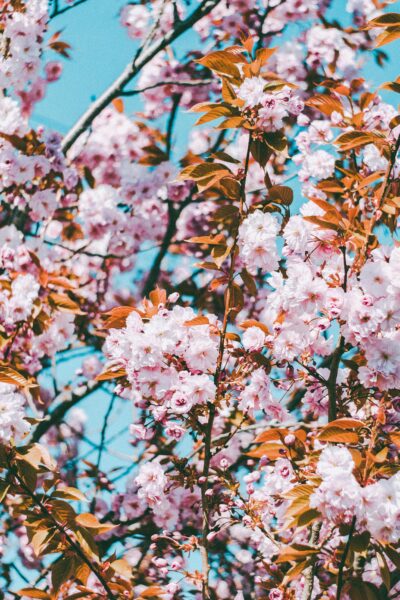 A stunning cherry blossom tree in full bloom under a clear blue sky, symbolizing spring.