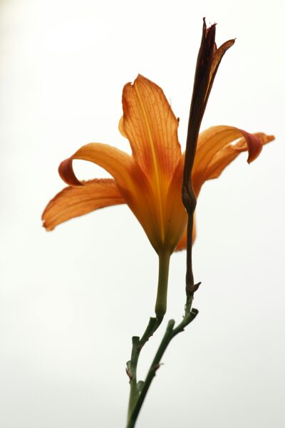 High-quality close-up of a vibrant orange daylily against a bright sky, focusing on delicate petals