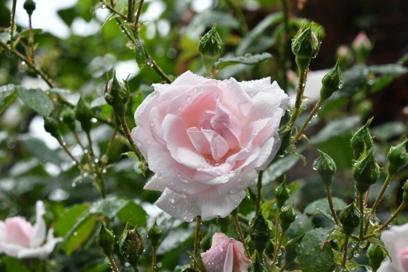 Close-up of a pink rose with dew in a lush garden setting, capturing nature's delicate beauty.