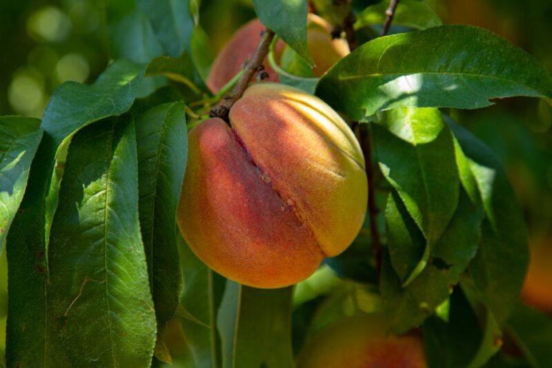 Close-up of a ripe peach on a leafy branch, showcasing natural freshness and vibrant colors