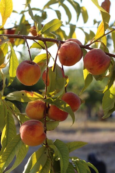 Close-up of ripe peaches hanging from tree branches in a sunlit orchard, showcasing fresh fruit abundance