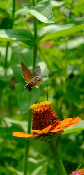A hummingbird hawk-moth feeds on a vibrant zinnia flower in a lush garden setting.