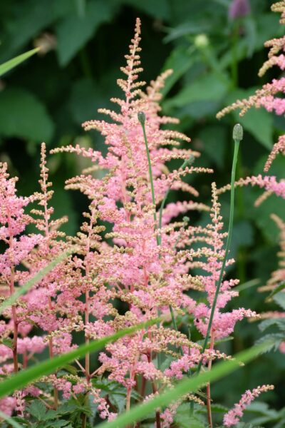 Beautiful pink Astilbe flowers bloom amidst lush green foliage.