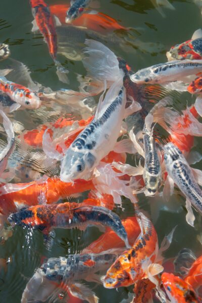 Colorful koi fish swimming gracefully in a serene garden pond.