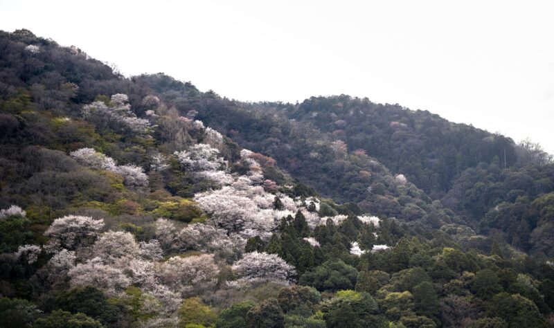 Cherry blossoms adorn the hills of Kyoto, Japan, showcasing natural beauty in springtime.