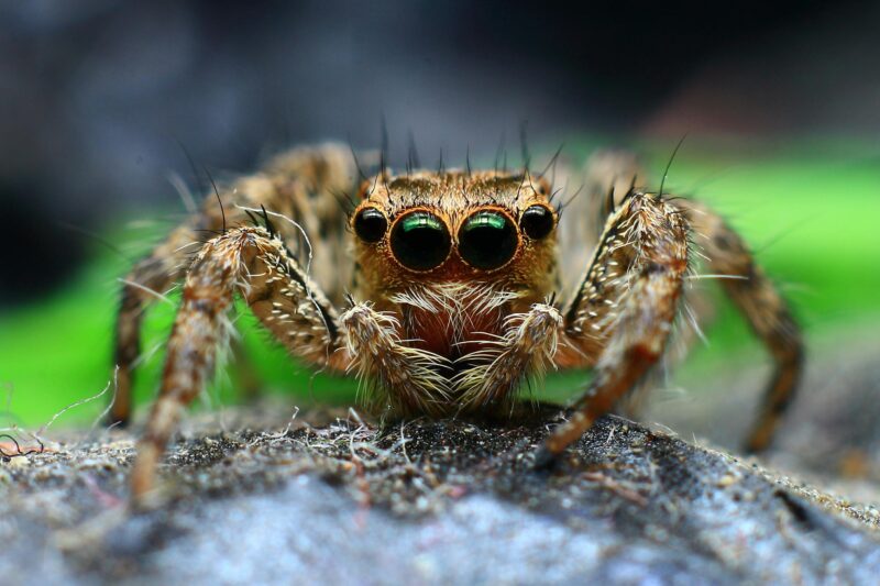 Macro shot of a jumping spider showcasing its intricate details and natural environment.