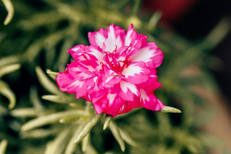 Close-up of a vibrant pink Portulaca flower with green foliage, showcasing nature's beauty.