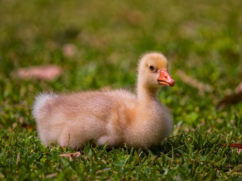 Close-up of a cute gosling resting on lush green grass, showcasing its fluffy down and peaceful demeanor.
