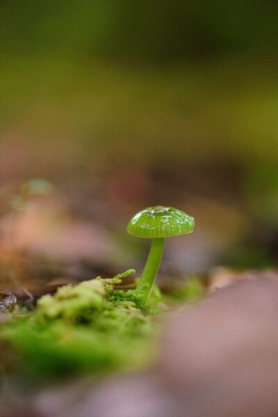 Close-up of a vibrant green mushroom resting on lush forest moss, showcasing nature's intricate beauty.