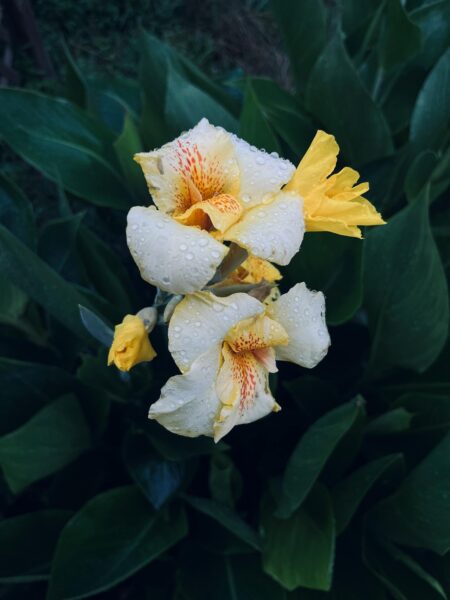 Close-up of a Canna lily flower with dew drops, showcasing vibrant yellow and orange petals.