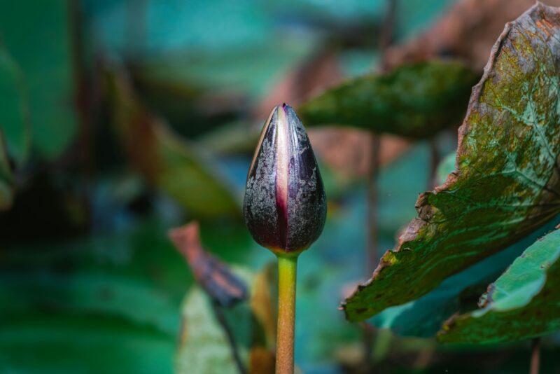 Close-up of a lotus bud surrounded by lush green leaves, captured in Vietnam.
