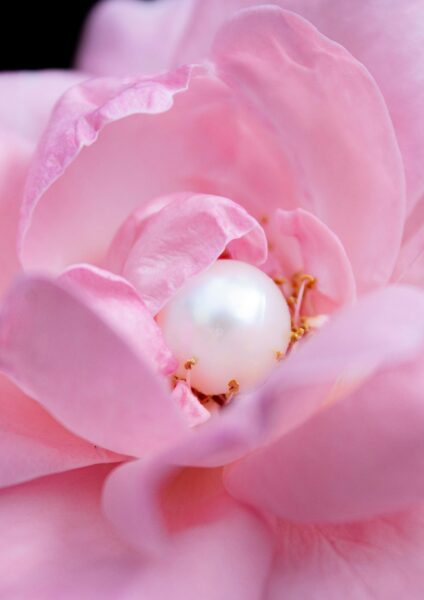 Macro shot of a delicate pink rose with a lustrous pearl nestled inside