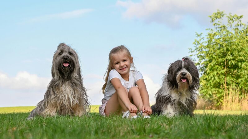 Girl with two Tibetan terriers