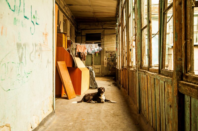 A rustic indoor corridor featuring a dog, hanging laundry, and old furniture.