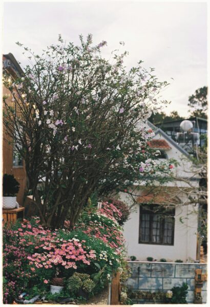 Serene garden scene featuring lush pink flowers and quaint architecture.