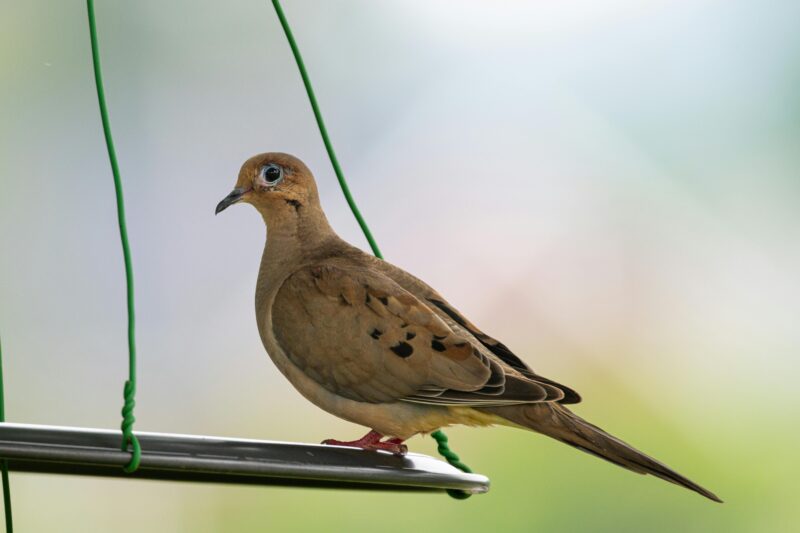 Elegant mourning dove on outdoor feeder.