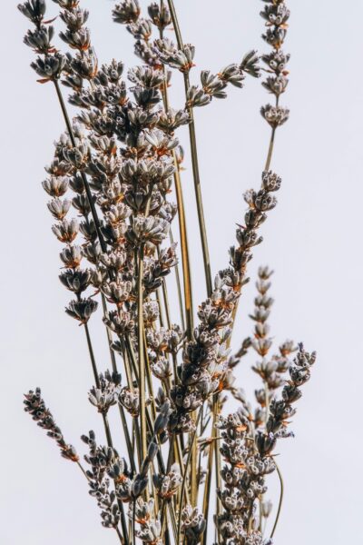 A striking image of dried lavender stems, highlighting their natural beauty against a minimalist backdrop.