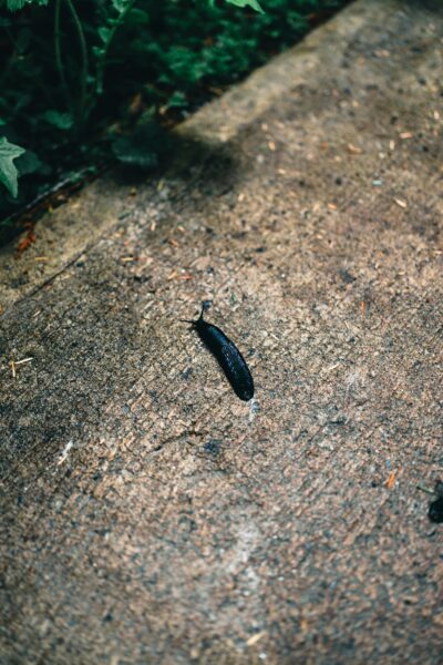 Close-up of a black slug on a concrete path surrounded by greenery in Revelstoke, Canada.