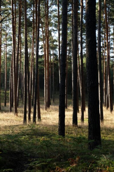 Tranquil pine forest with light streaming through trees, creating a sunlit glade.