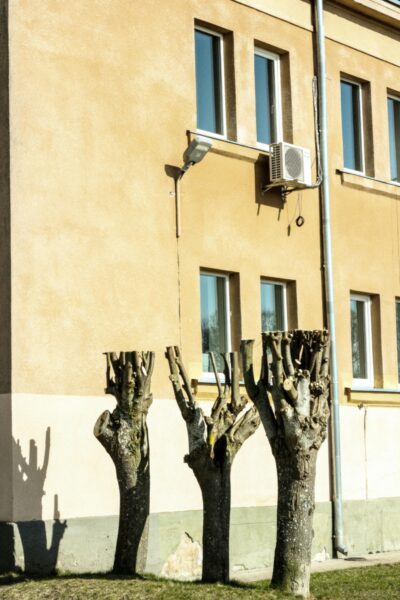 Urban building with pruned trees in sunlight.