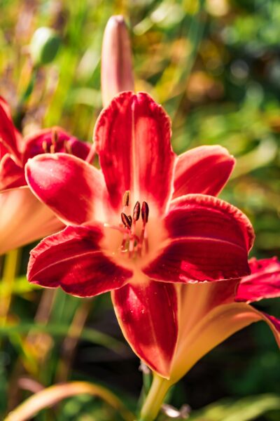 Vibrant red daylily bloom in sunlit garden