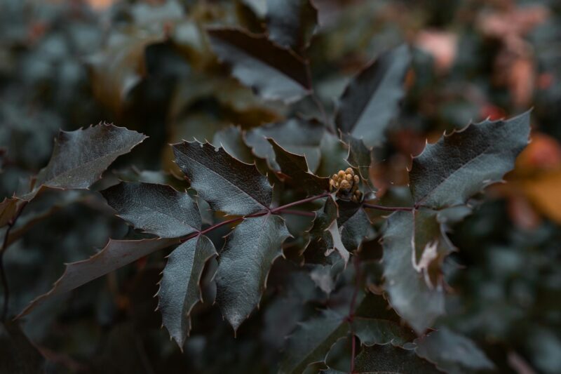 Moody close-up of autumnal mahonia leaves