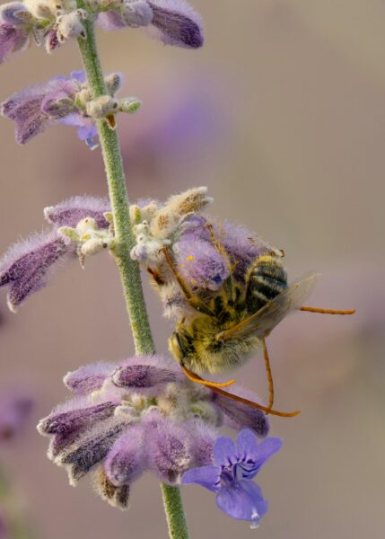 Macro shot of longhorn bee on purple flowers