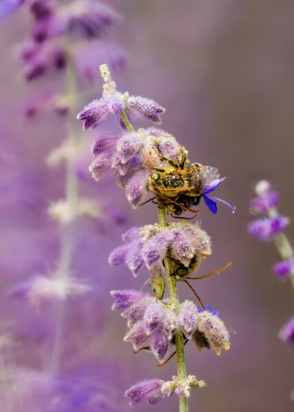 Longhorn bees on lavender in Wenatchee