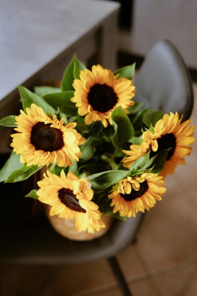 Bright sunflowers in a vase indoors, capturing a warm, inviting atmosphere.