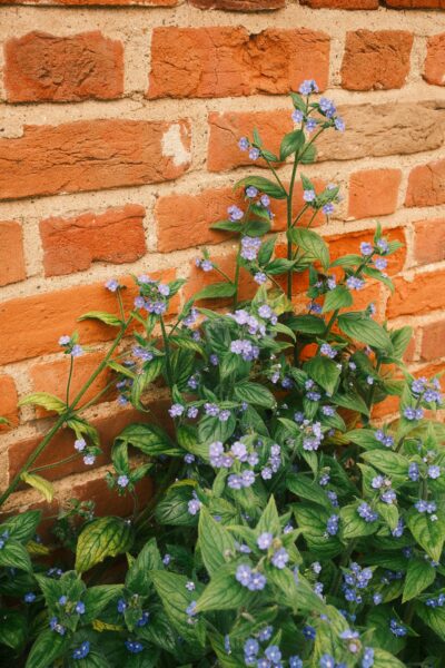 Blooming Lilac Flowers on brick wall