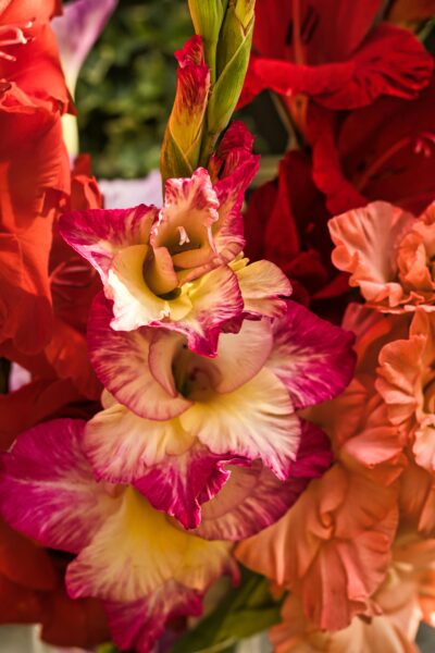 Vibrant Gladiolus blooms in summer garden