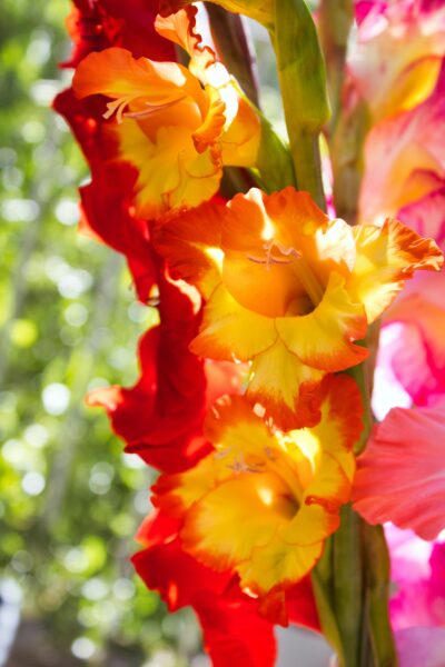 Vibrant yellow and red Gladiolus in bloom
