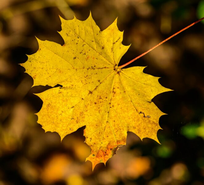 Close-up of a golden yellow maple leaf with blurred background, symbolizing autumn beauty.