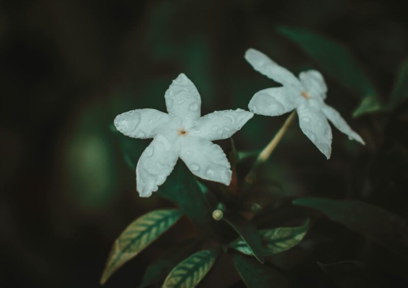 Close-up of delicate white jasmine flowers with dew drops, showcasing natural beauty and freshness.