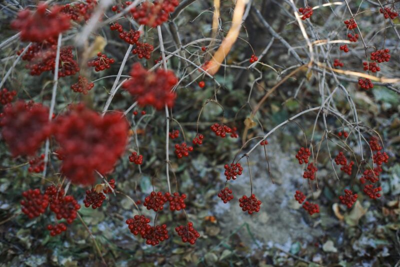 From above of bush of viburnum with bright red and ripe berries growing in nature in daytime