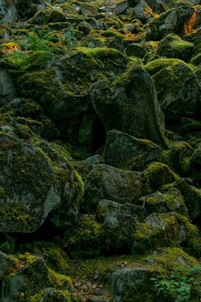 Explore a tranquil scene of lush, mossy rocks in a Vancouver forest.