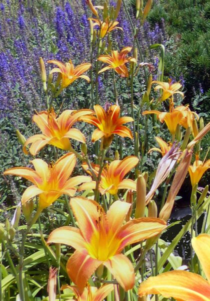 Vibrant orange lilies in full bloom during summer in a colorful garden