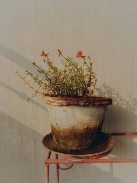 Close-up of a flowering plant in a rustic, moss-covered pot. Sunlit setting.
